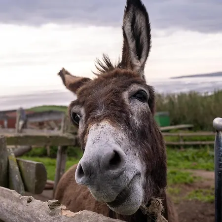 Gospodarstwo wiejskie Casas Do Termo