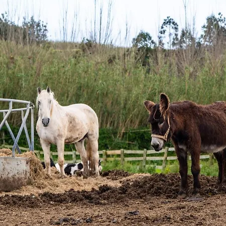 Casas Do Termo Landsted *