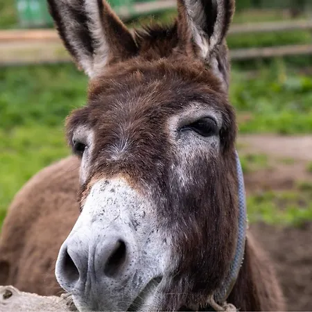 Casas Do Termo Landhaus *