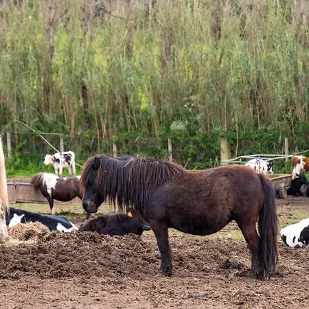 Casas Do Termo Séjour à la campagne Lagoa (Azores)