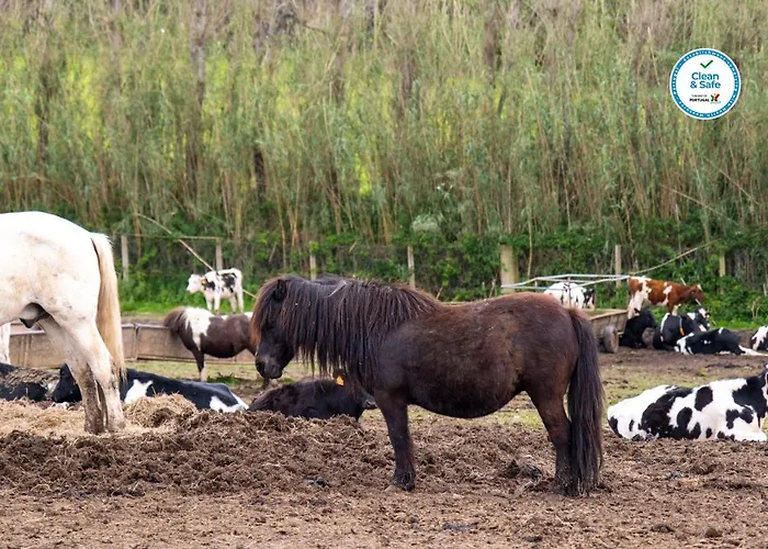 Casas Do Termo Gospodarstwo wiejskie Lagoa (Azores)